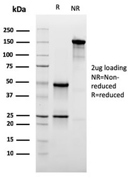 CD47 Antibody (Biotin)