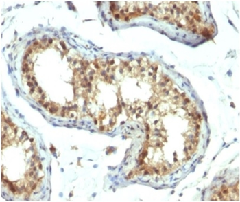 PAX7 Antibody