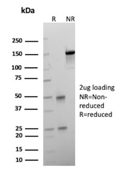 PAX7 Antibody