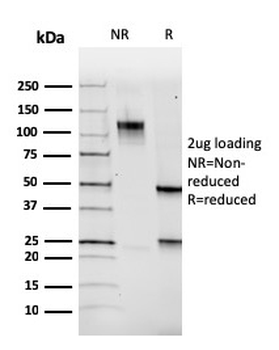 PAX5 Antibody (Biotin)