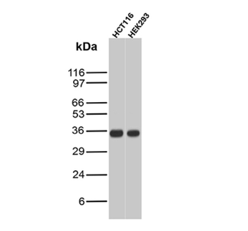 EPCAM Antibody
