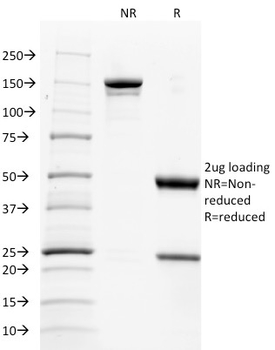 TNFSF9 Antibody (Biotin)