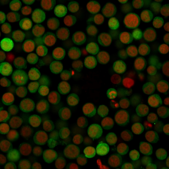 CD274 Antibody (Biotin)
