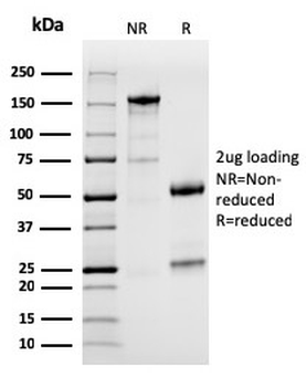 CD274 Antibody (Biotin)