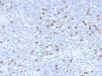GZMB Antibody (Biotin)