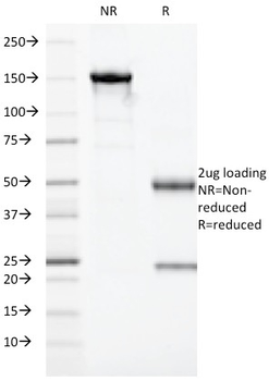 GZMB Antibody (Biotin)