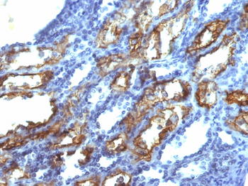 IFNG Antibody (Biotin)