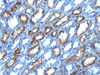 IFNG Antibody (Biotin)