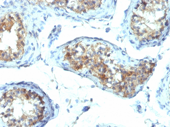 IFNG Antibody (Biotin)