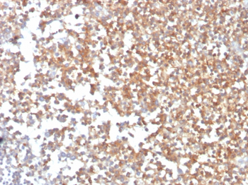 MME Antibody