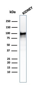 MME Antibody
