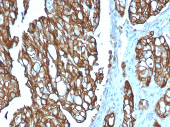 TACSTD2 Antibody (Biotin)