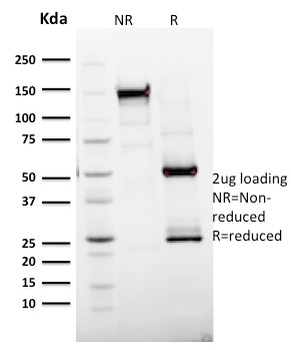 MKI67 Antibody (Biotin)