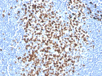 MKI67 Antibody (Biotin)