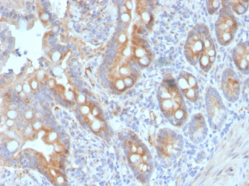 CD33 Antibody