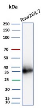 CCND1 Antibody
