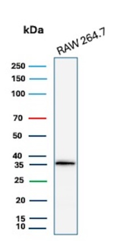 CCND1 Antibody