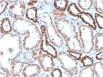 TNFRSF9 Antibody
