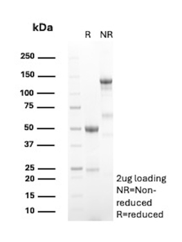 TNFRSF9 Antibody