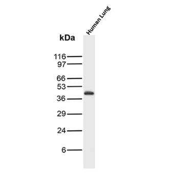 CD274 Antibody
