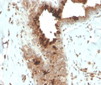 SCGB2A2 Antibody