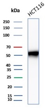CCNE1 Antibody