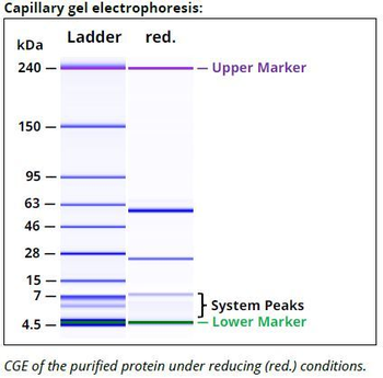 PD-1 mAb (RMP1-14), InVivoPure+