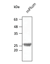 mPlum Antibody
