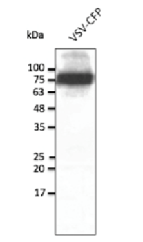 CFP Antibody