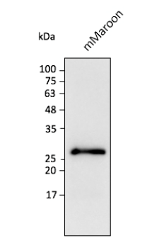 mMaroon Antibody