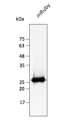 mRuby Antibody