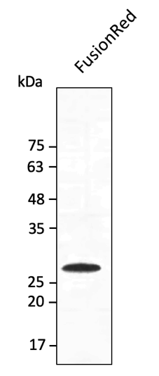 FusionRed Antibody