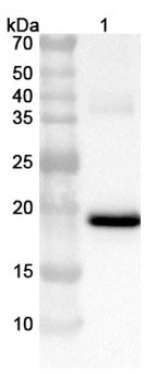 LCMV Glycoprotein GP2 Rabbit Polyclonal Antibody