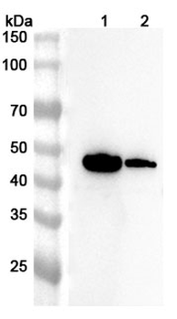 TACSTD2/TROP2 Rabbit Polyclonal Antibody