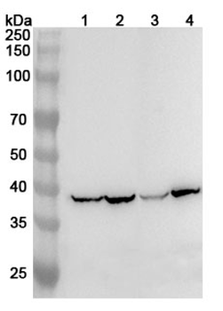 UCP3 Rabbit Polyclonal Antibody