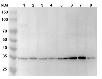PCNA Rabbit Polyclonal Antibody