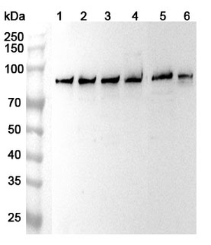 SH3BP2 Rabbit Polyclonal Antibody