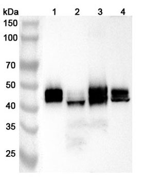 SLC9A3R2 Rabbit Polyclonal Antibody