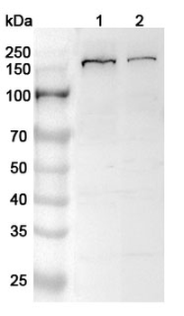 FLII Rabbit Polyclonal Antibody
