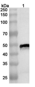 CHIKV Spike glycoprotein E1 Rabbit Polyclonal Antibody