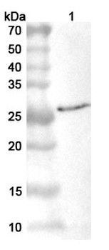 Vaccinia virus/VACV L4R/VP8 Rabbit Polyclonal Antibody