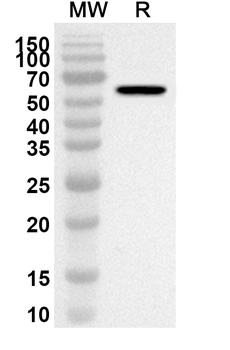 NSP5/3CL-PRO/M Pro Rabbit Polyclonal Antibody