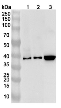 EIF4A1 Rabbit Polyclonal Antibody