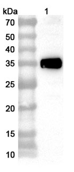 PDCoV Nsp5/Mpro/3CL Rabbit Polyclonal Antibody