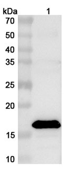 PDCoV M/Membrane protein Rabbit Polyclonal Antibody