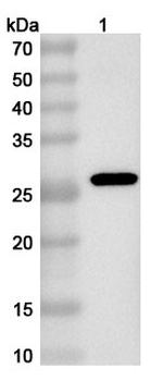 PDCoV S1/Spike glycoprotein 1 (NTD) Rabbit Polyclonal Antibody