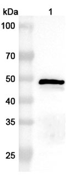 CHPV N/Nucleoprotein Rabbit Polyclonal Antibody