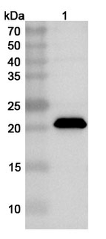 CHPV M/Matrix protein Rabbit Polyclonal Antibody