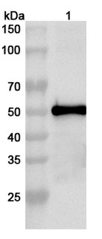 CHPV G/Glycoprotein Rabbit Polyclonal Antibody