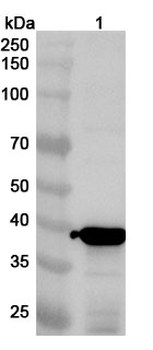 PIV5 F/Fusion glycoprotein F0 Rabbit Polyclonal Antibody